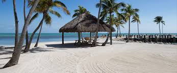 A beach with palm trees and an umbrella